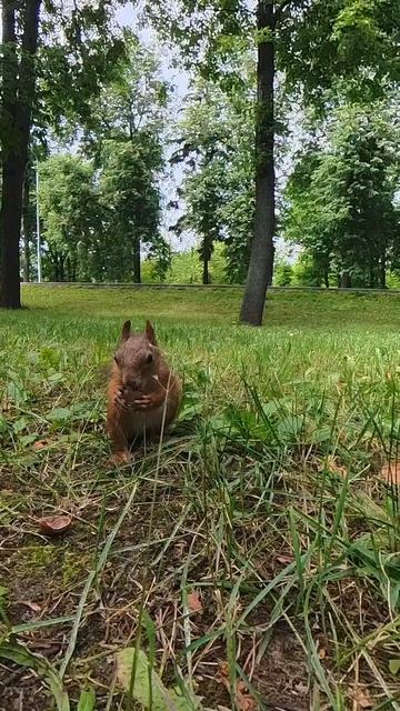 Белка и ее завтрак