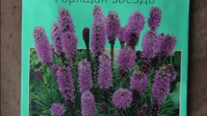 Первые всходы лиатриса на рассаду