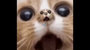 .                                                                                         cat.