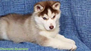Предлагаем шоколадную, голубоглазую, девочку щенка хаски, родилась 13 января 2026 года