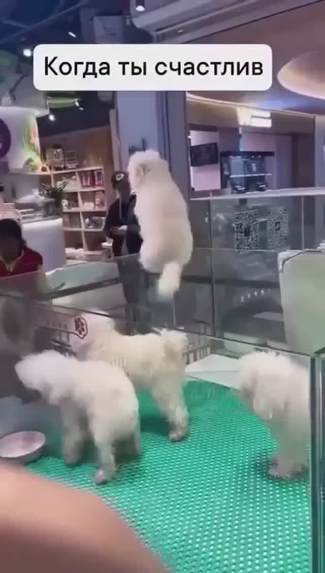 Счастливые такие