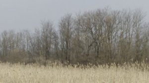 Незаймановский.mp4