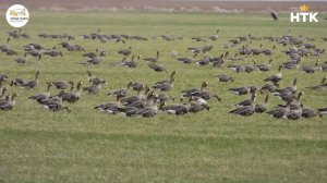 В самом разгаре весенний пролет водоплавающих птиц