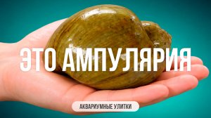 Не все ампулярии одинаково "полезны"