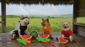 Летние каникулы Чиндоля.  Игры с водяными пистолетами на арбузном поле 🍉💦