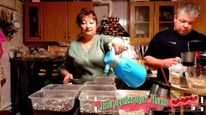 Сажаем лето: базилик, перец, баклажаны:Часть 1