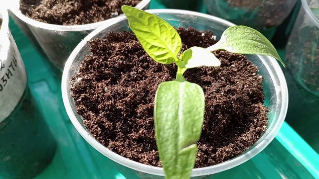 РАССАДА БЕЗ ПИКИРОВКИ.