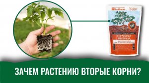 Пять причин, почему рассаде и растениям нужна Кормилица Микориза