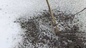 Зима была противоречивой. кому то принесёт разочарование, кому то истину!