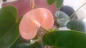 17.03.2026 Семена петунии, перлит и птичка - мои новые покупки.