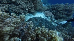 Панглао 2026. Black Forest