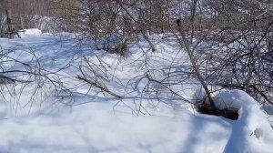 17 марта. Готовлю точек к выставке пасеки.