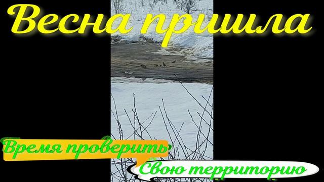 Весенняя ревизия .