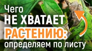 Чего НЕ ХВАТАЕТ РАСТЕНИЮ. Определяем по листу