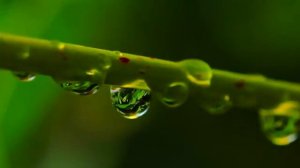 Йога Релакс Пение птиц Morning Relaxing Music