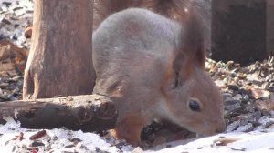Белка в парке в начале весны