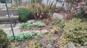 Новый декор в моём южном саду прекрасно дополнил цветущие галантусы 17.03.2026 г. Пятигорск