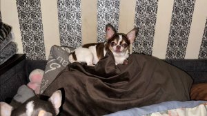 Доброго утречка и чудесного начала дня!