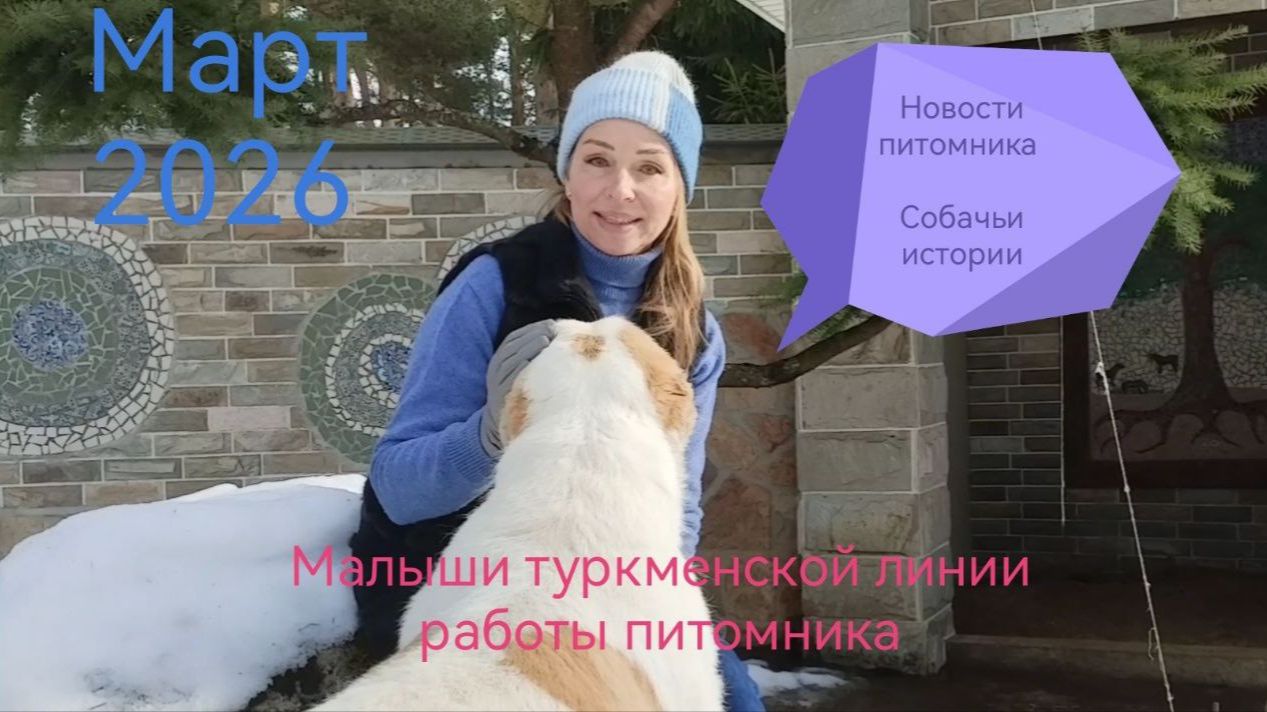 Новости питомника. Характер САО СИбирской линии работы питомника УСАДЬБА КАРХУЛА.