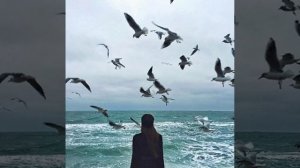 Журавли  *Сергей  Чекалин *