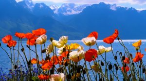 Весенние альпийские полевые цветы. Расслабляющее красивое видео.