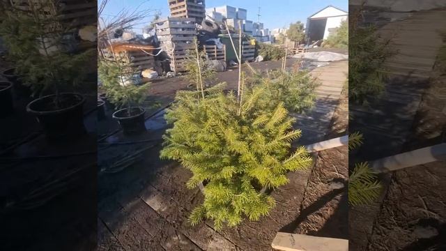 Живые пихты сибирские в питомнике Фавн в Санкт-Петербурге!