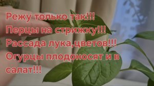 Перцы обрезаю только так!!!Обзор рассады лука,перцев,цветов!!!Огурцы растут на окне!!!