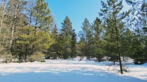 Солнечный день в зимнем лесу. ч.10. Март 2026