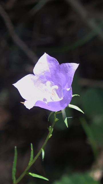 Красота в лесу #shorts #красота #природа #влесу #другаяжизнь