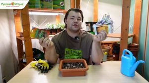 Посевная в разгаре! Сажаем перцы!