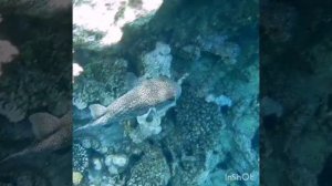 Маленький и нежный ёжик! Park Regency Sharm El Sheikh Resort!