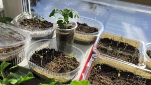 Взошли высокорослые томаты🍅 для нового сезона 2026💃💃💃