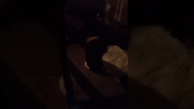 Ночью в коровнике, 26.11.25