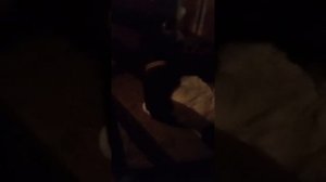 Ночью в коровнике, 26.11.25