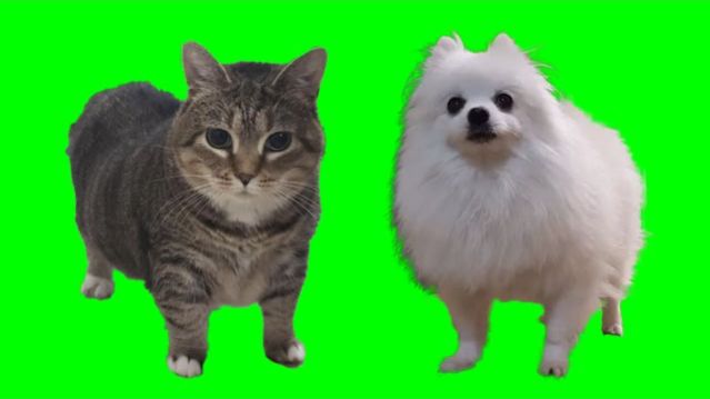 КРУТЯЩИЙСЯ КОТ АИАИУ АУ ТИК-ТОК ТЕХНО РЕМИКС 🐈🎵🎶!!! SPINNING CAR OIIA OIIA TIK-TOK REMIX! 🐱😻🙀