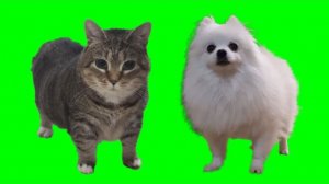 КРУТЯЩИЙСЯ КОТ АИАИУ АУ ТИК-ТОК ТЕХНО РЕМИКС 🐈🎵🎶!!! SPINNING CAR OIIA OIIA TIK-TOK REMIX! 🐱😻🙀