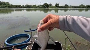 Ловля донной удочкой, рыболовный турнир на кубок Адыгеи