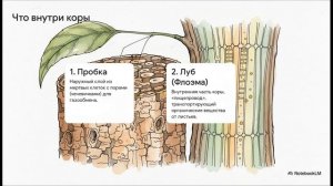 Биология 6 класс параграф 11 СТРОЕНИЕ СТЕБЛЯ краткий пересказ