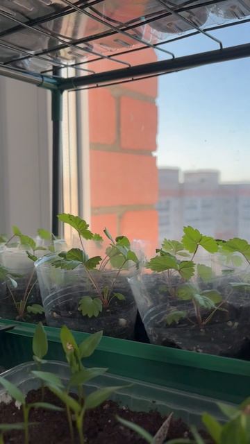 Обзор рассады🌱 Взошел лук Эксибишен, прищипываю пустырник, посадила Иссоп🌱 #рассада #рассадаперцев