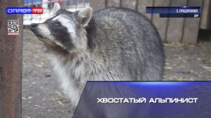 Хвостатый альпинист