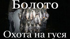 Болото | Охота на гуся #40 | Вечёрка за 19 минут