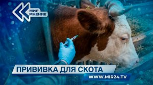 В России началась весенняя вакцинация сельскохозяйственных животных