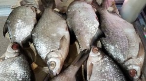 Вяленая ЖИРНАЯ тарань и окуни