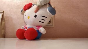 Котик Кеша вернулся 🥳❤