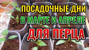 Посадочные дни для ПЕРЦА в МАРТЕ и АПРЕЛЕ по лунному календарю садоводов и огородников 🌱