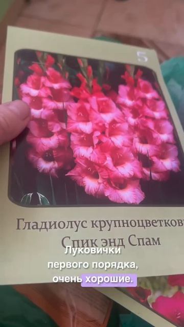 Распоковка со Светофора