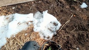 Чем можно заняться ранней весной на участке?  Пересаживать цветы 😂😂😂