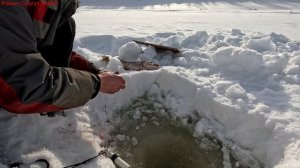 Жерлицы проверка. 30 день.