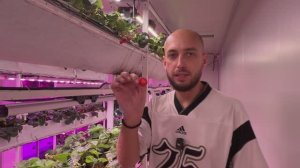 Японская технология выращивания клубники | Обзор фермы в Бангкоке