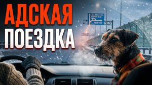 С Ягдтерьером на машине